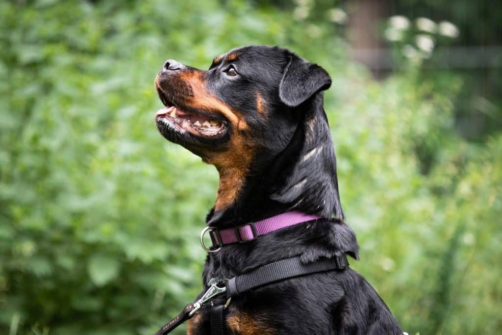 Rottweiler Shila