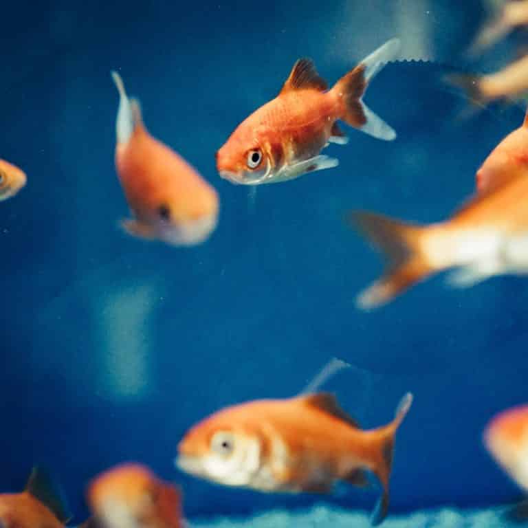 das-andere-ende-der-angelleine-was-fische-f-hlen-tierschutz-austria