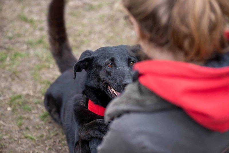 Hund und Pfleger