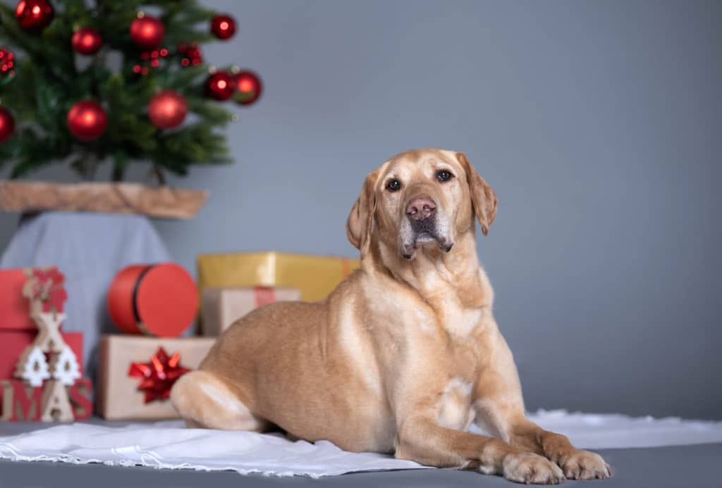 Patenhund Sam