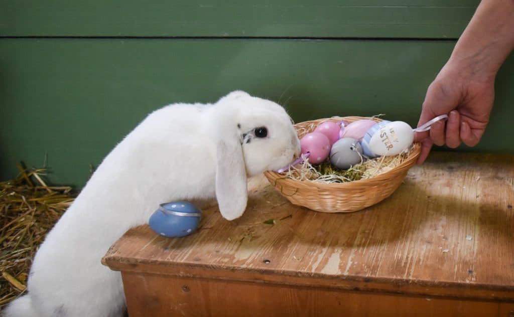 Kaninchen mit Osterkorb