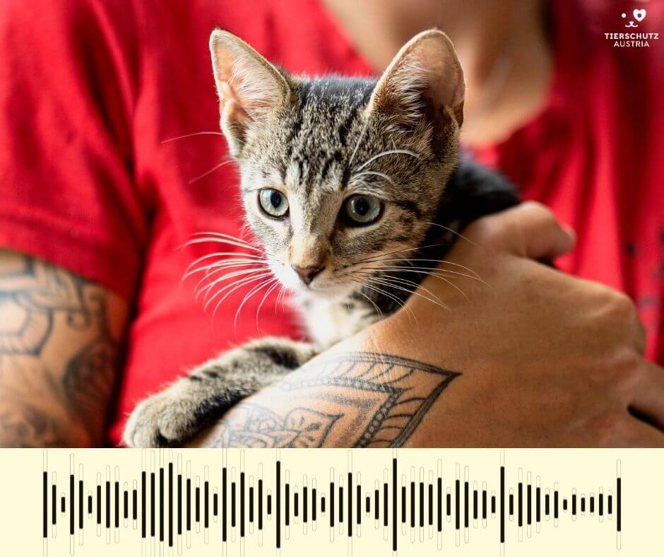 Tierschutz Austria Hörfunkspots. Eine Pflegerin hält Katze Mia in den Armen