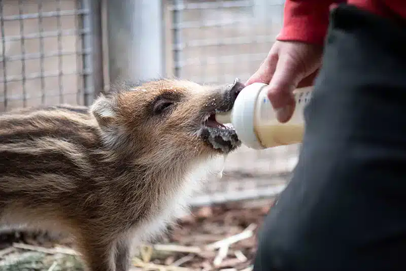 Ein Frischling wird per Flasche aufgezogen