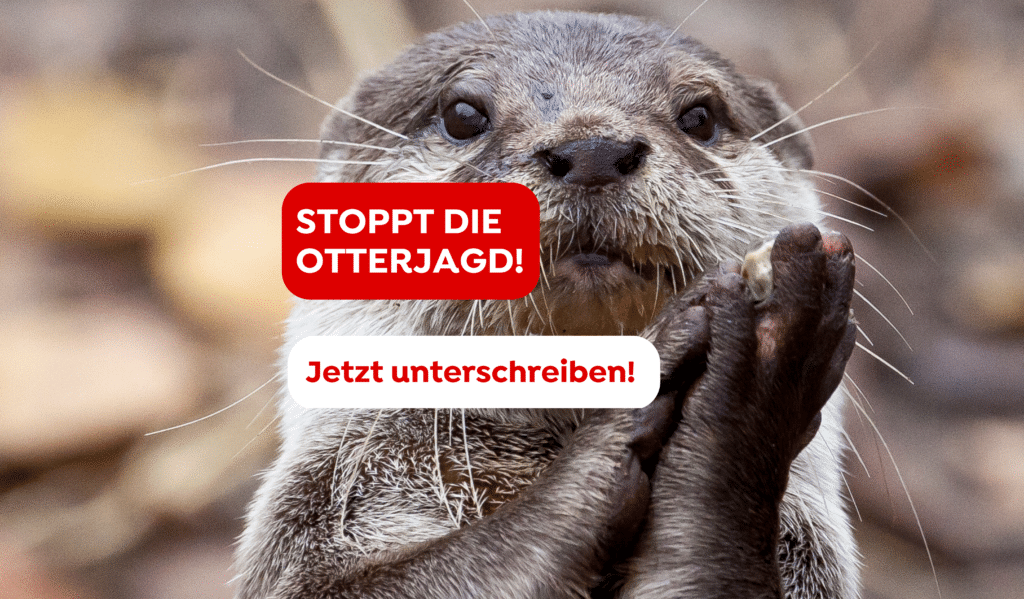 Fischotter Petition Otter Jagd