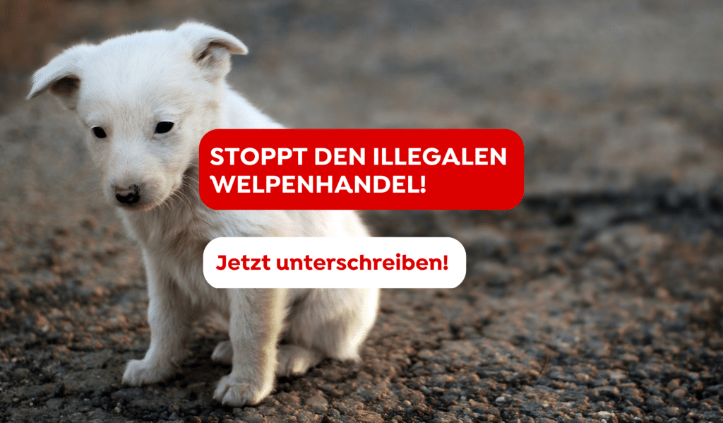 Welpenhandel Petition