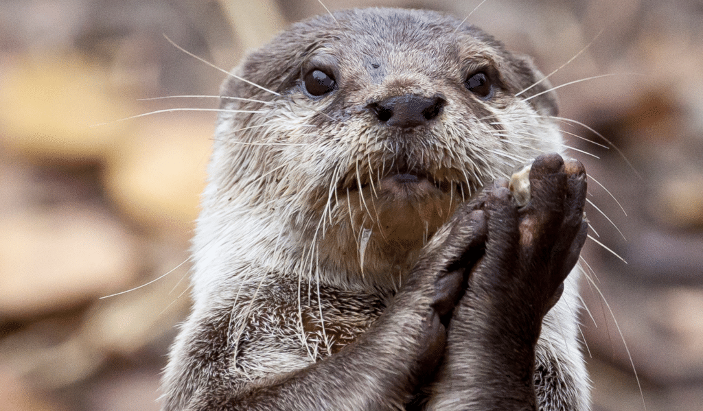 Otter