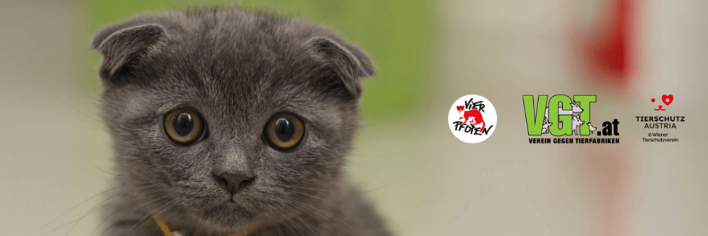 Scottish Fold Katze Qualzucht