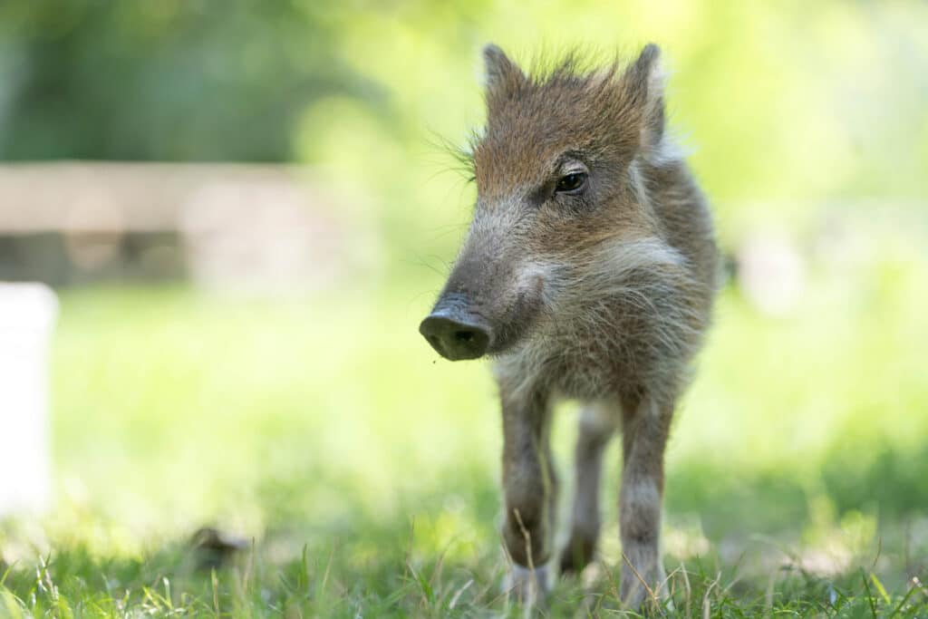 Wildschwein Brunhilde