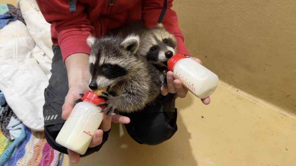 Waschbären beim Trinken