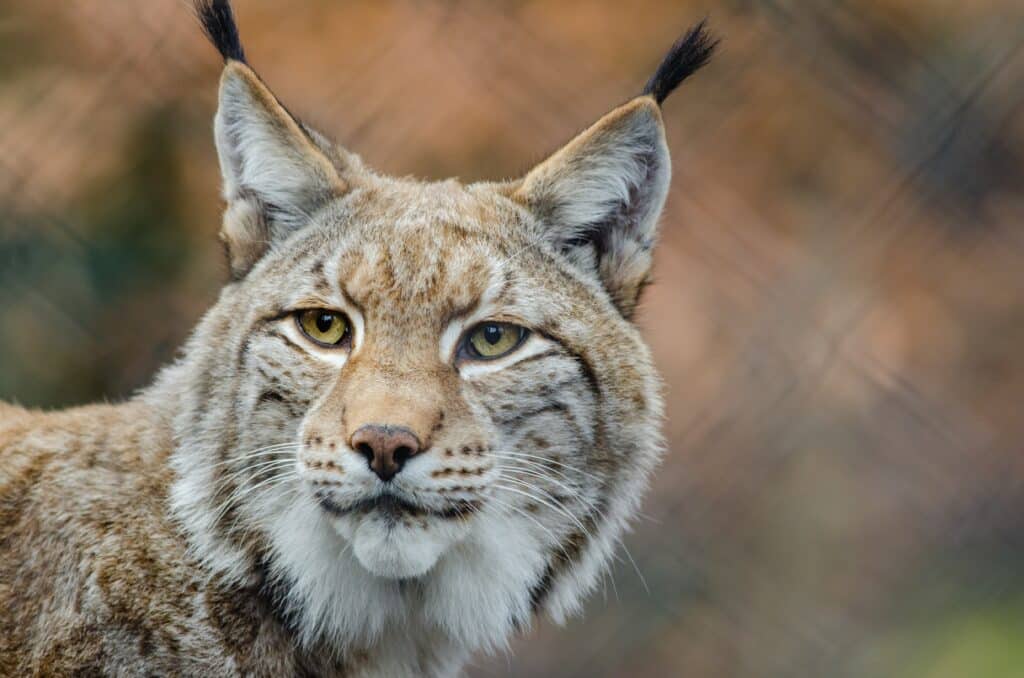 Luchs