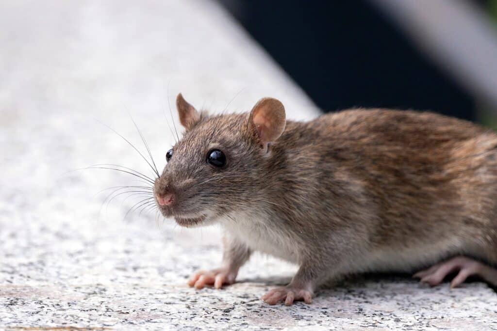 Ratte