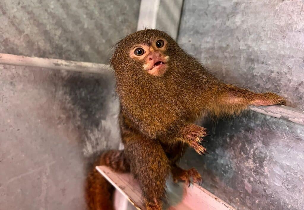 Zwergseidenäffchen Tarzan