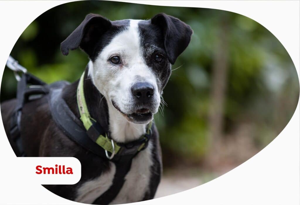 Smilla weis