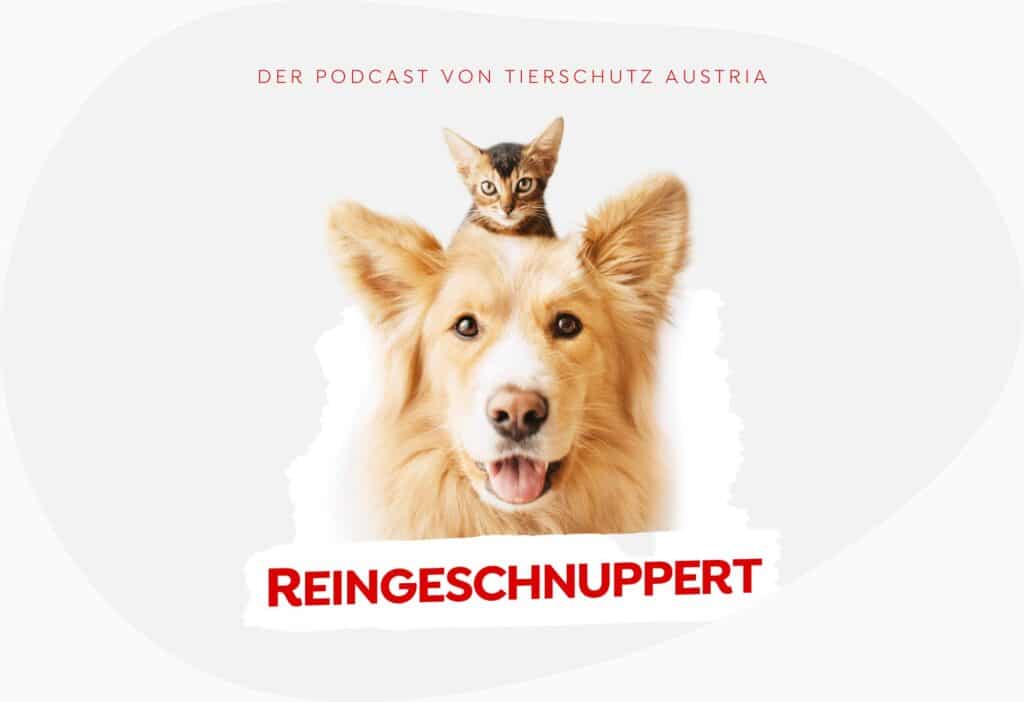 Podcast reingeschnuppert amorph grau