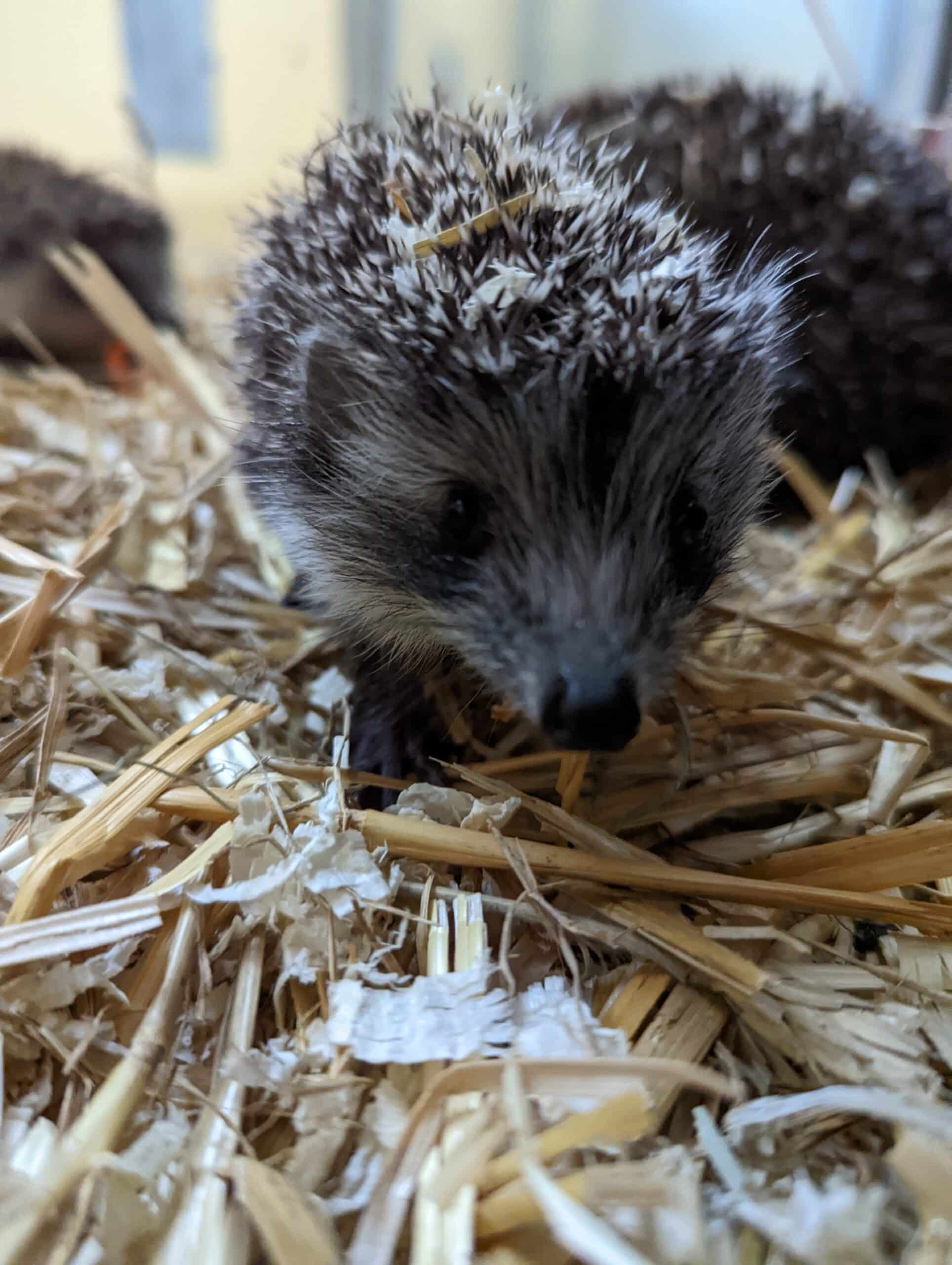 Was tun wenn ein Igel R?chelt?