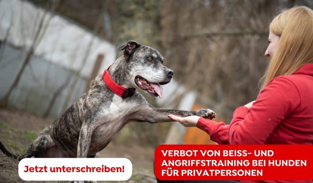 Mawish beim Training
