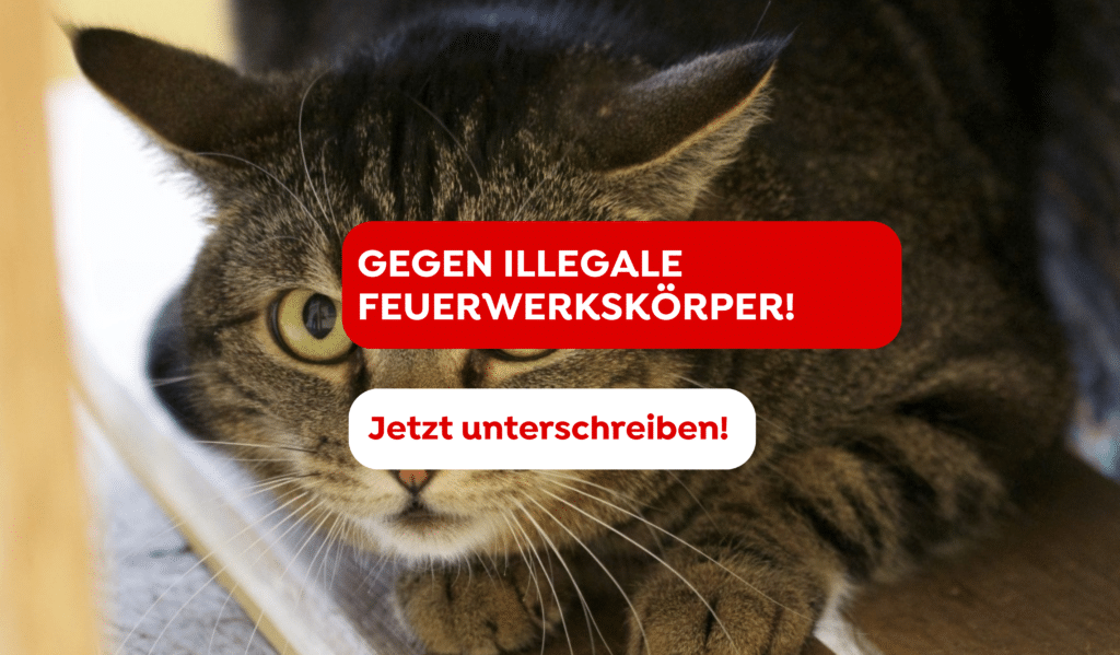 Silvester_Petition_Amalia_Katze