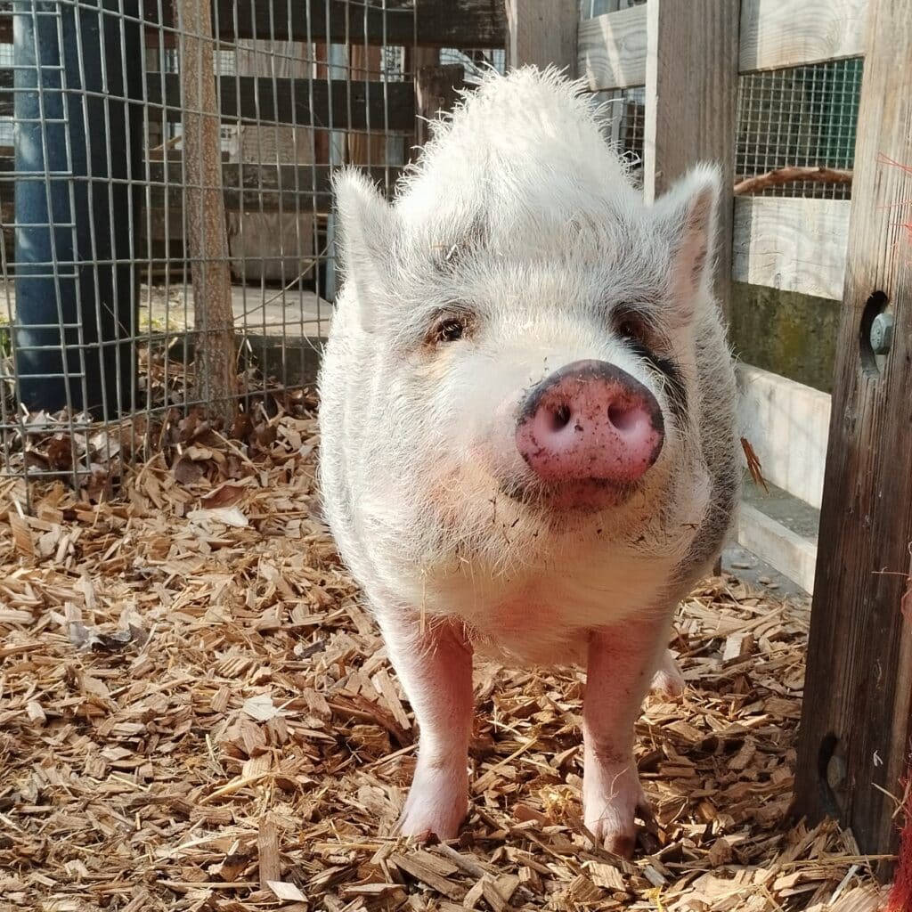 Queenie Nutztiere Schwein