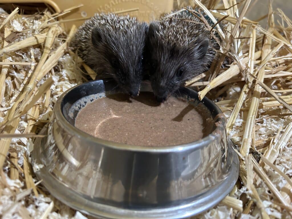 Igel