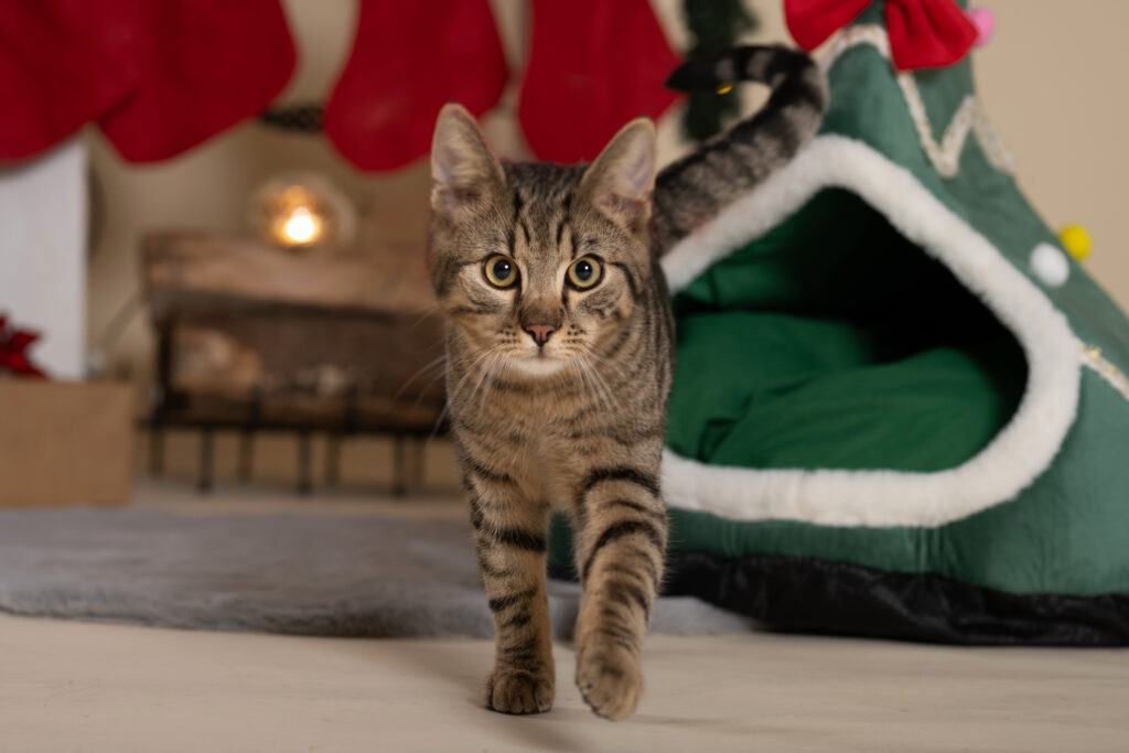 Katze Archie Christkind Aktion