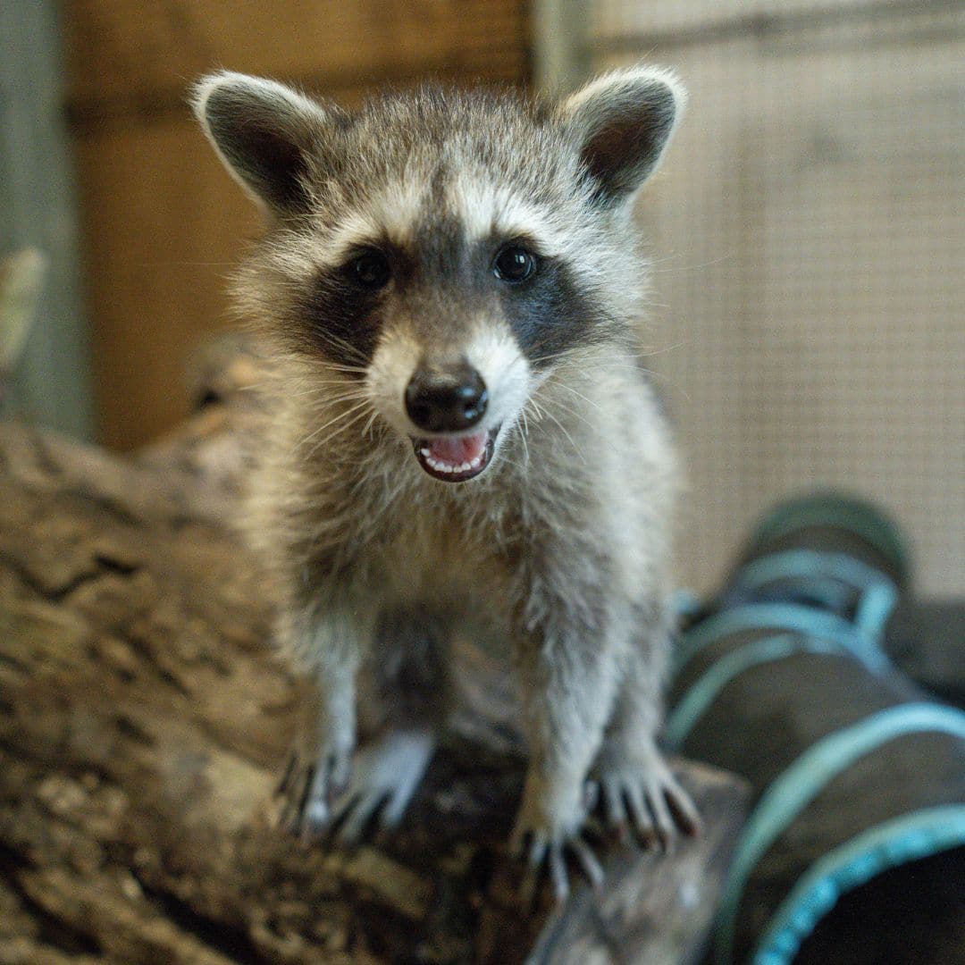 Waschbär Waschbär