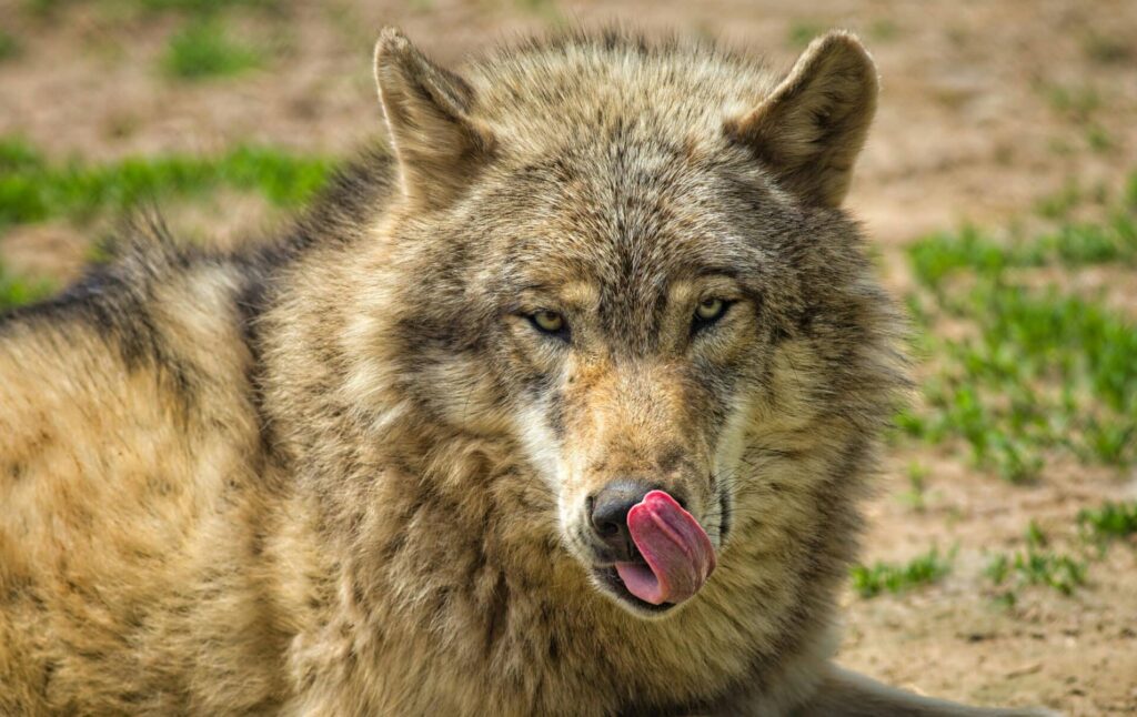 Wolf Wolfjagd