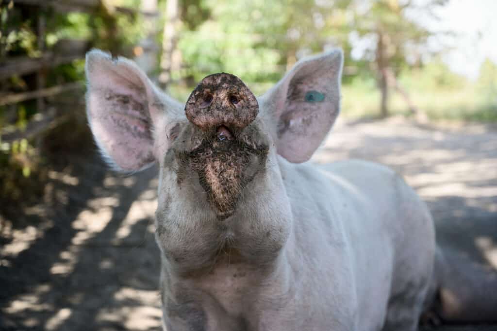 Schwein Pfotenpolitik