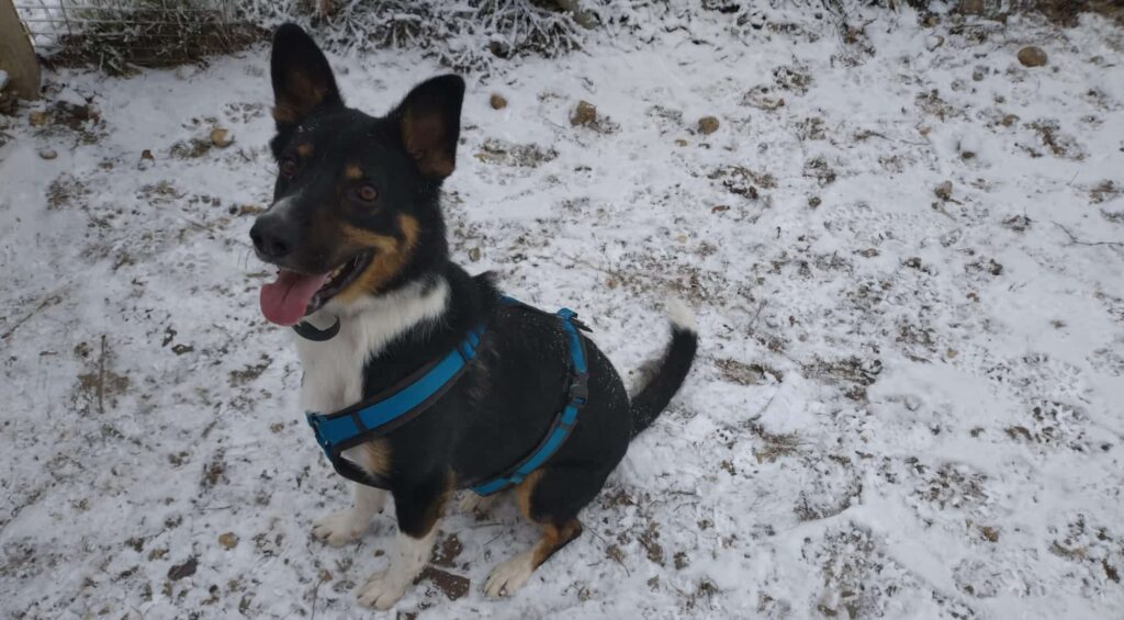 Enzo im Winter