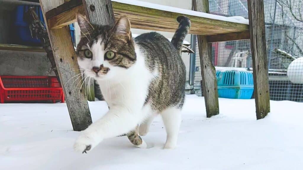Katze im Winter Schnee