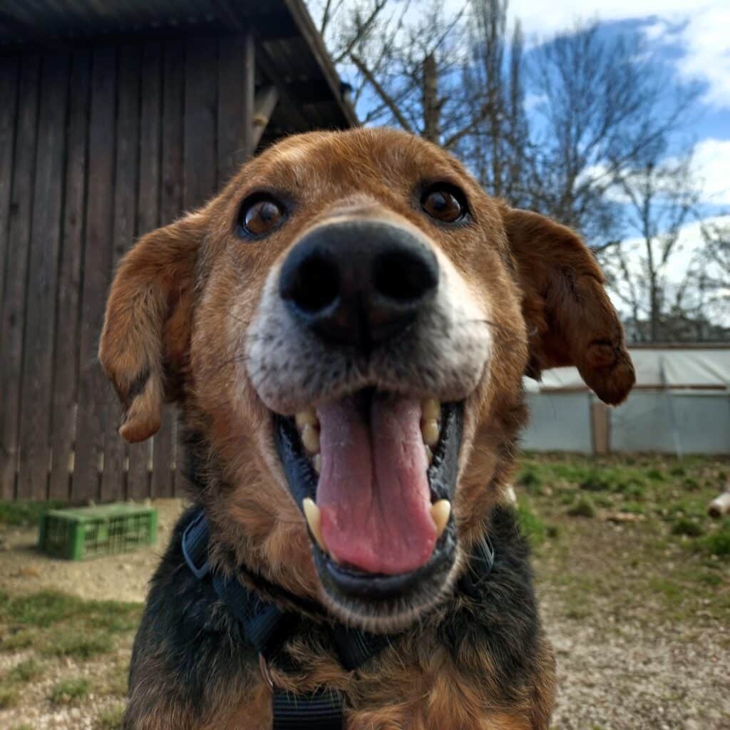Patenhund Pamacs Quadrat