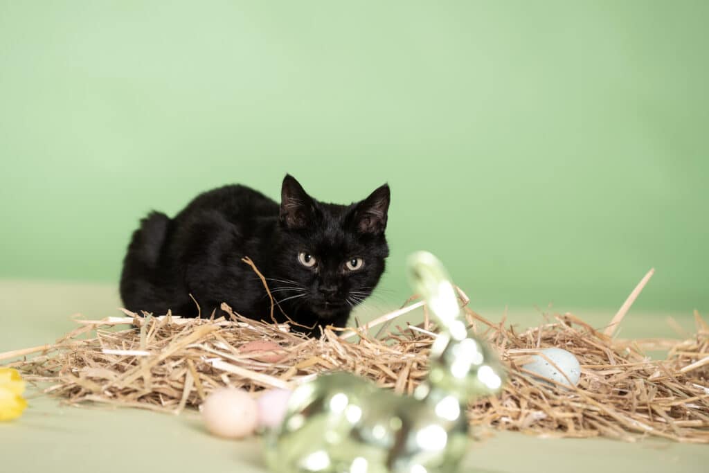 schwarzer Kater Baron
