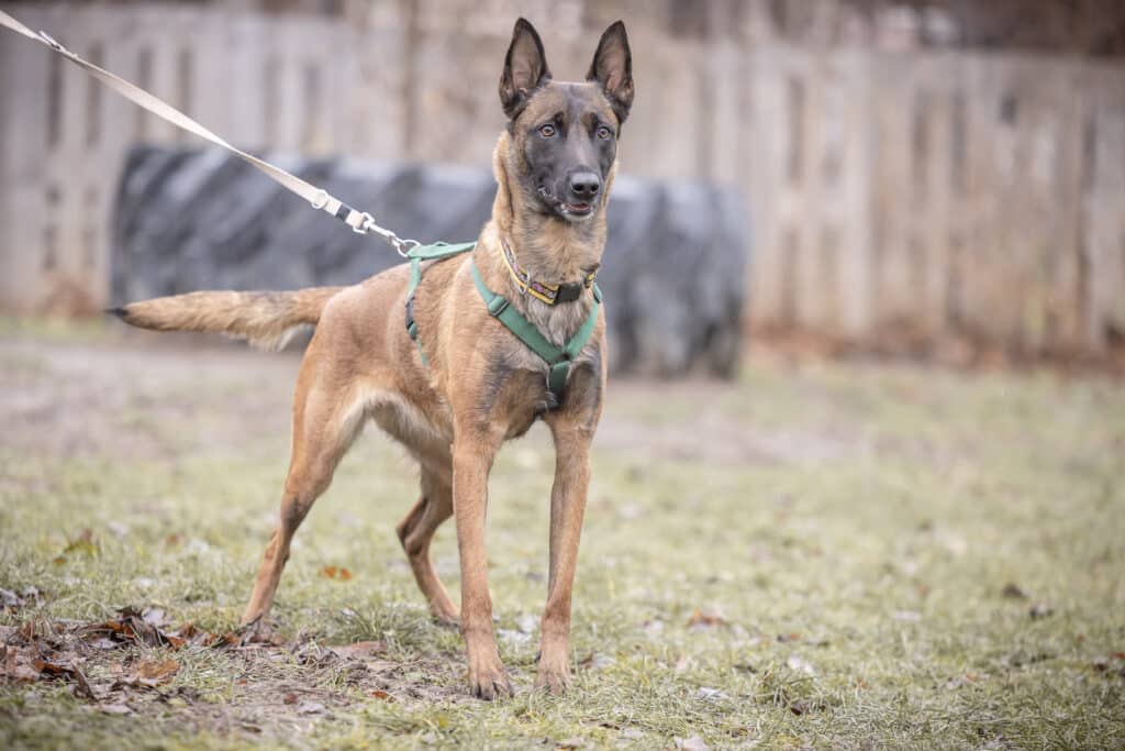 Verbot von Beiß- und Angrifstraingings = Ende von Schutzhundeausbildung für Private