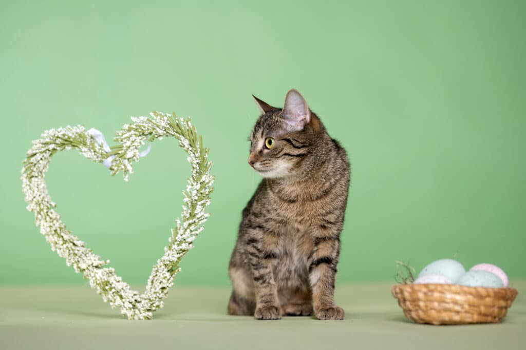 Kater Tiggy