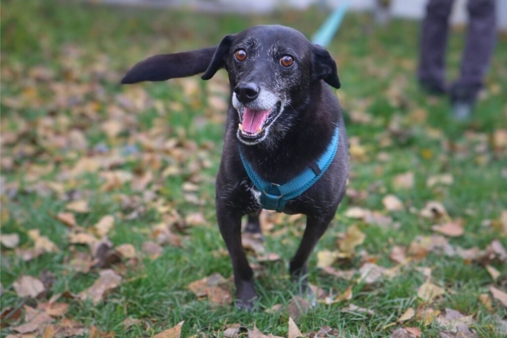 Schwarzer älterer Hund aus dem Tierheim läuft fröhlich über eine Wiese