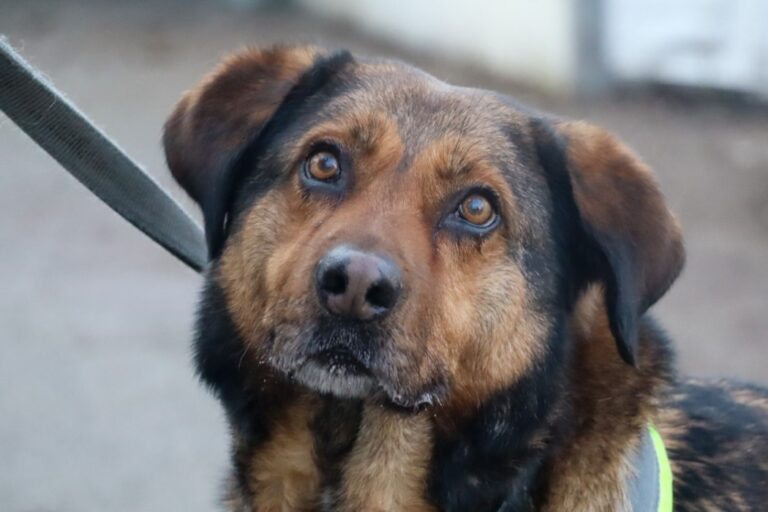 Tierversuche an Hunden