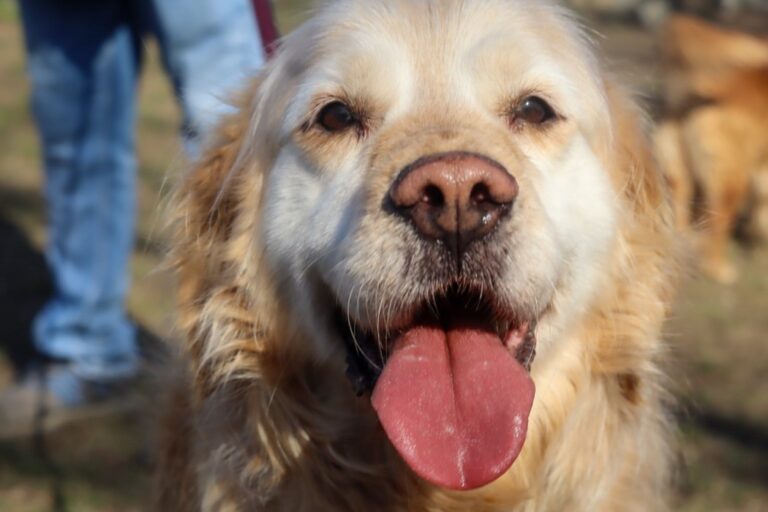 Tierversuche an Hunden