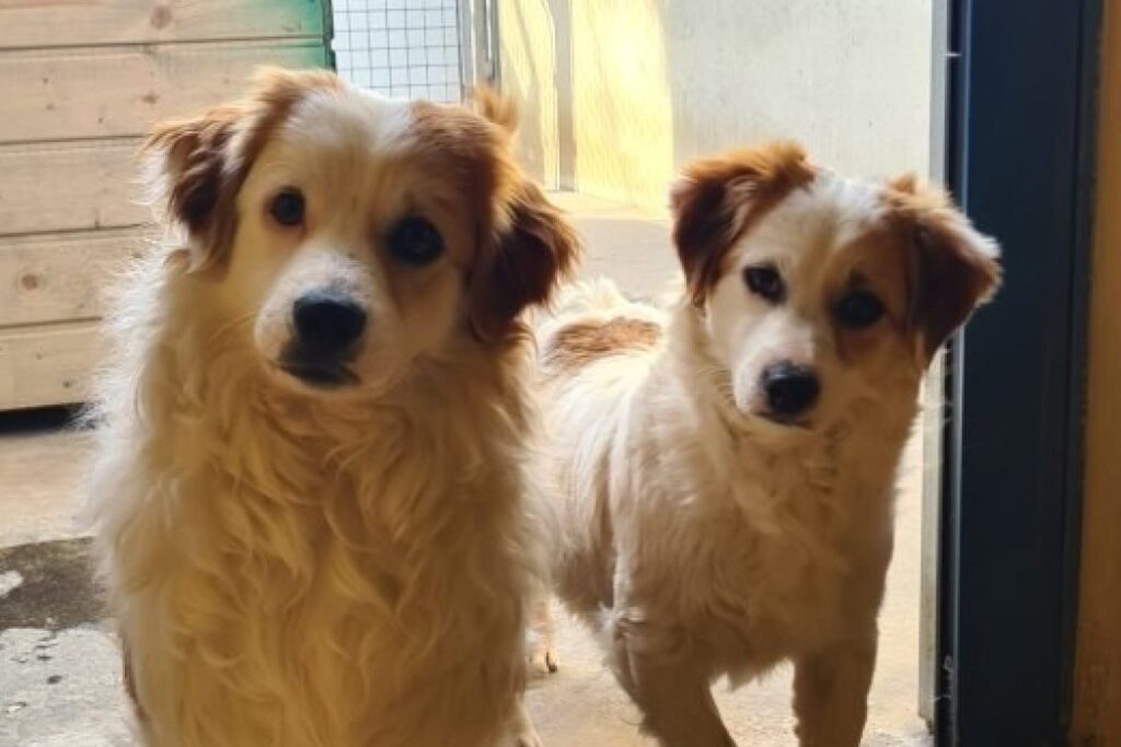 Tierversuche an Hunden