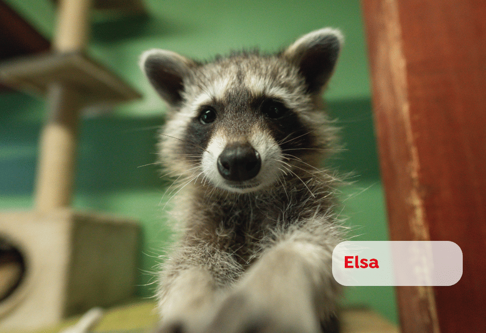 tsa_else