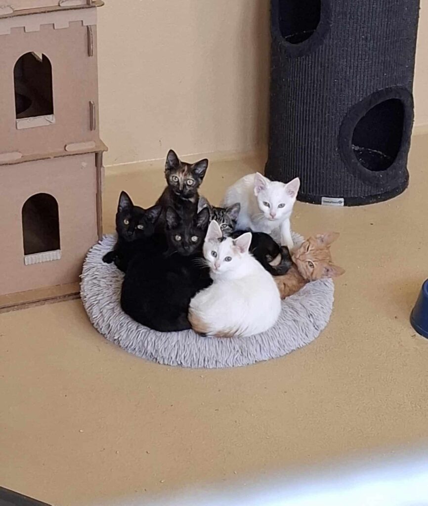 Katzen vergesellschaften