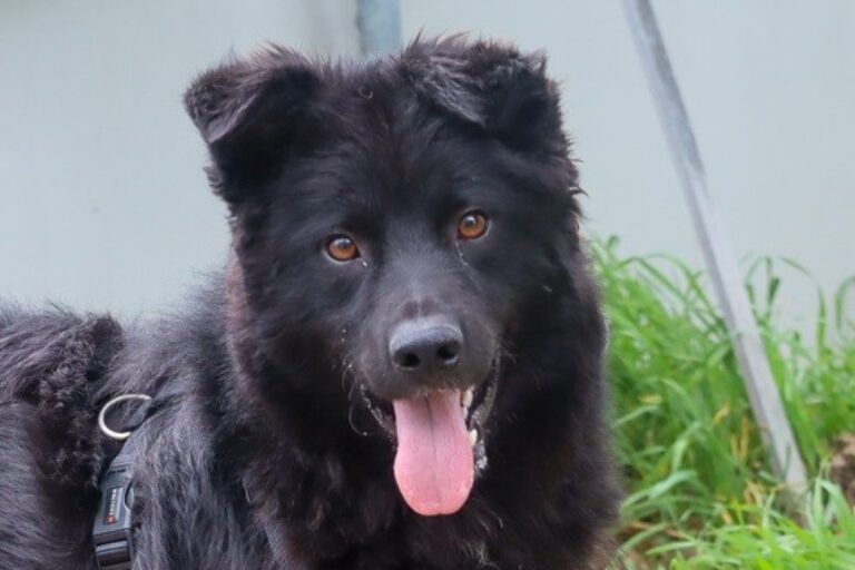 Tierversuche an Hunden