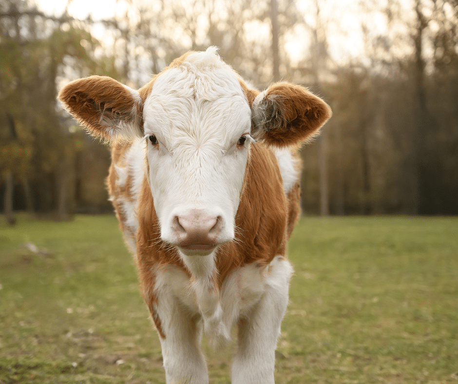 Ein Kalb auf der Wiese