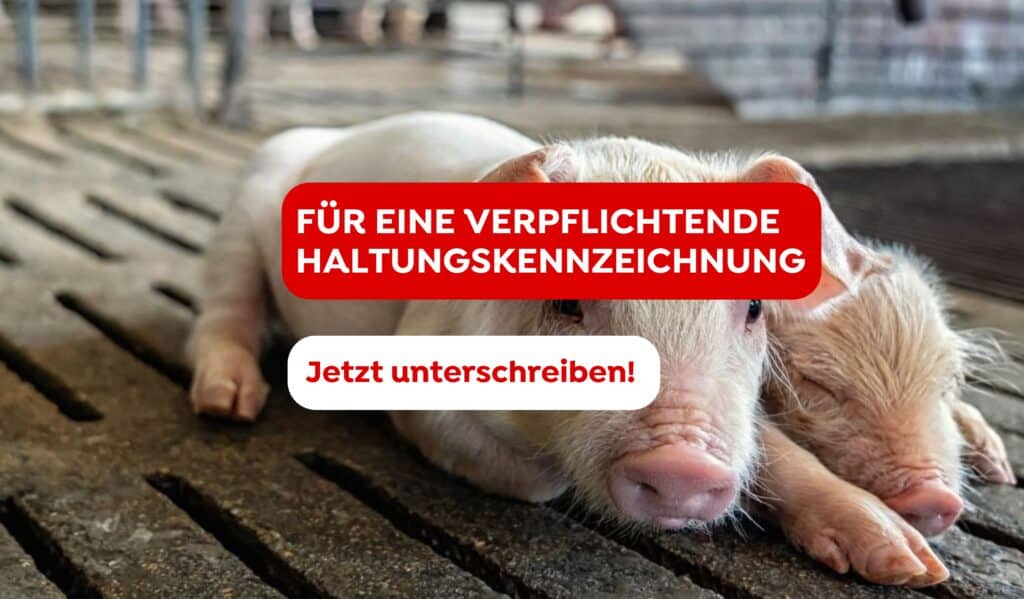 Zwei Ferkel auf einem Vollspaltenboden, darüber Schrift: Für eine verpflichtende Haltungskennzeichnung. Jetzt Unterschreiben