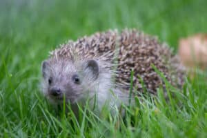 Igel im Gras