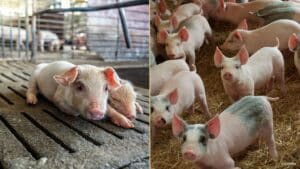 Gegenüberstellung der Haltungsformen von Schweinen. Links Vollspaltenboden, rechts Tierwohl verbessert