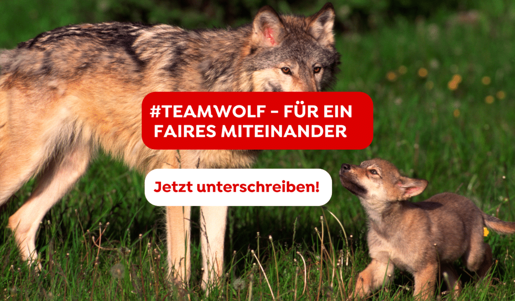 Petitionen Sujet Website_Wolf #TeamWolf