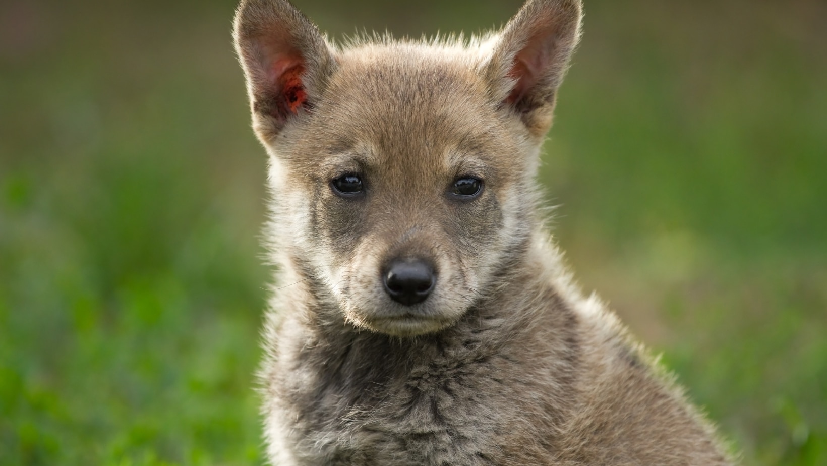 Waldretter Wolf: Weniger Wild, mehr Artenvielfalt - Tierschutz Austria ...