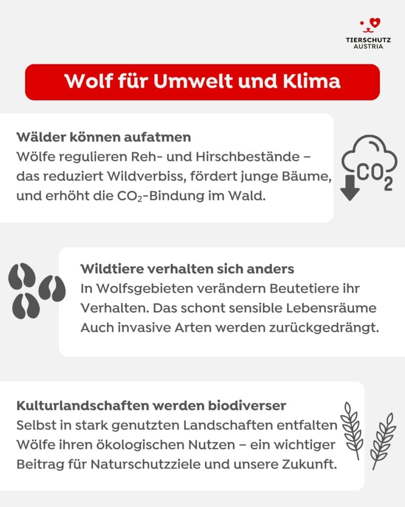 Auswirkungen Wolf auf Umwelt