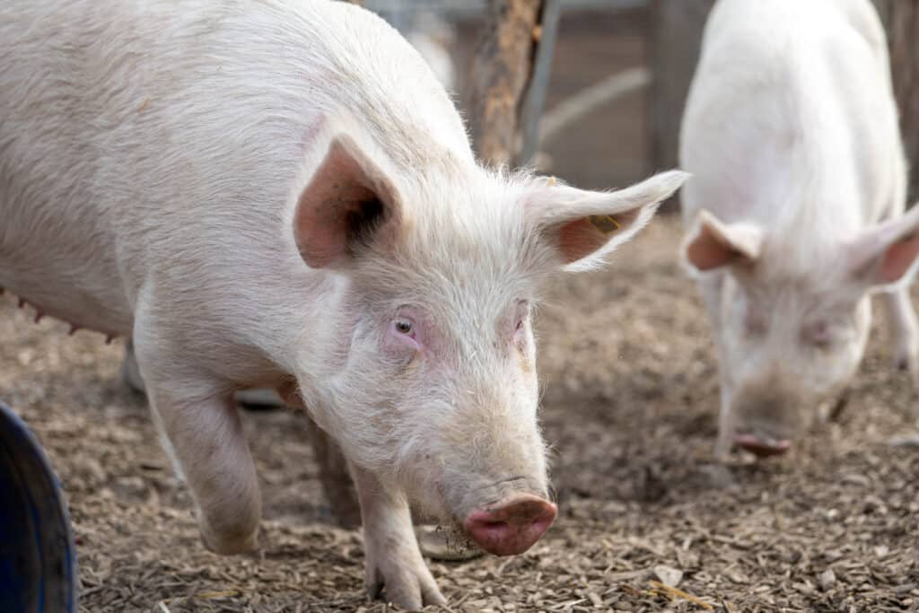 Schweine Merlin und Resi