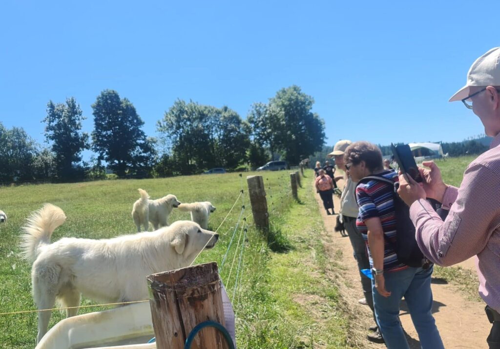 Herdenschutzhunde am Zaun vor Besucher:innen