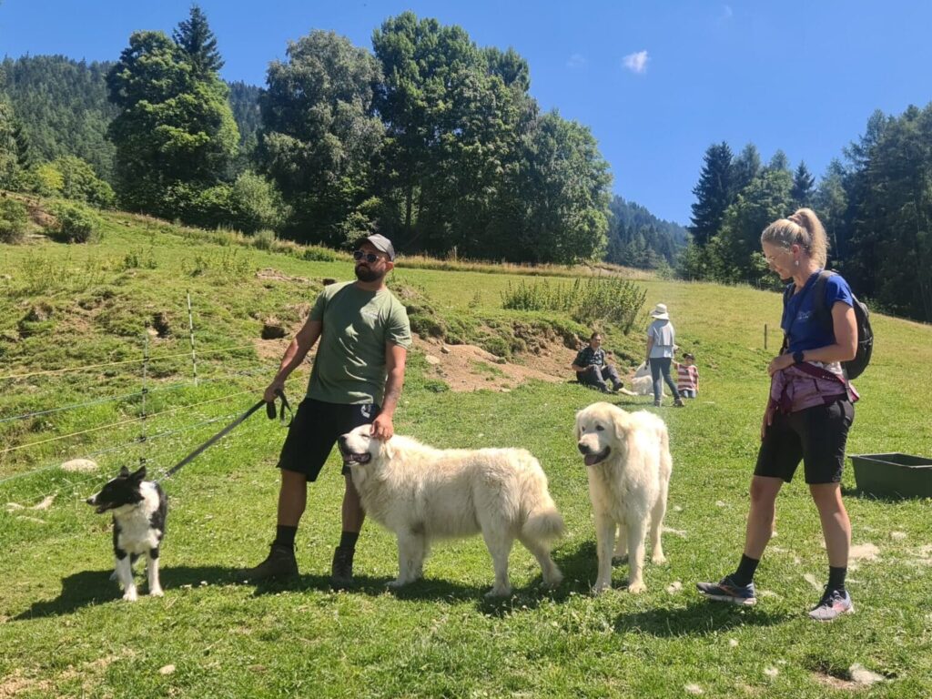 Hirte mit Herdenschutzhunden und Hütehund